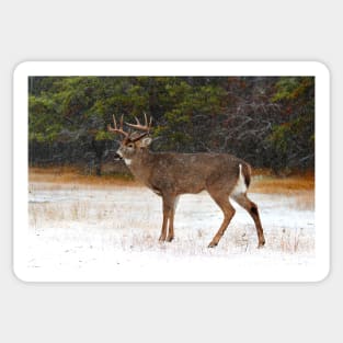 Buck in Snow - White-tailed Deer Sticker